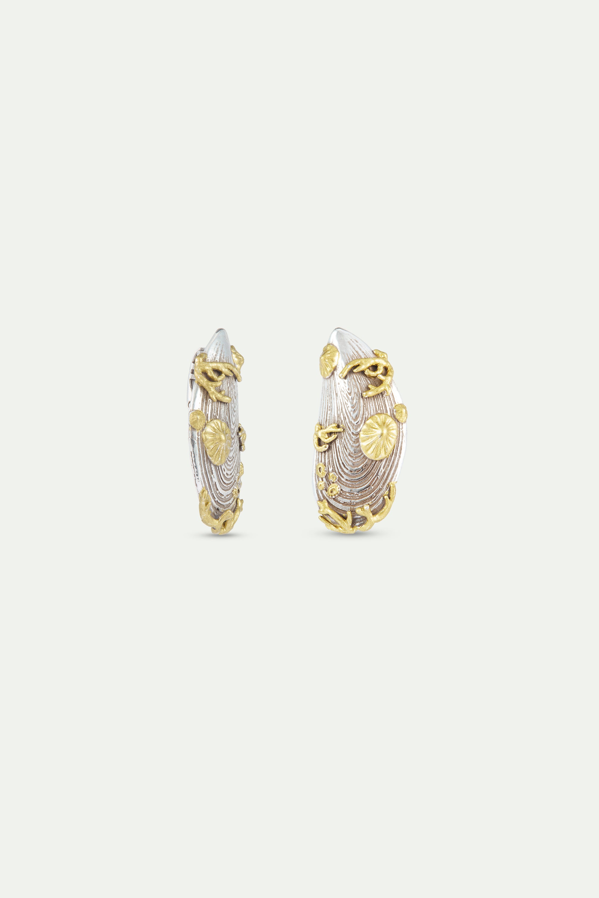 Silver and gold mussel earrings